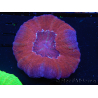 WYSIWYG Homophyllia australis (ex Scolymia) Bleeding apple 6 (4.5 cm)