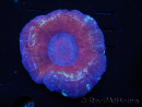 WYSIWYG Homophyllia australis (ex Scolymia) Red/Purple 18 (6.5 cm)