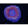 WYSIWYG Homophyllia australis (ex Scolymia) Red/Purple 18 (6.5 cm) 