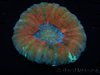 WYSIWYG Homophyllia australis (ex Scolymia) Bleeding Apple 29 (5.5 cm)