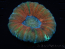 WYSIWYG Homophyllia australis (ex Scolymia) Bleeding Apple 29 (5,5 cm)