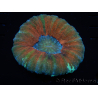 WYSIWYG Homophyllia australis (ex Scolymia) Bleeding Apple 29 (5.5 cm)