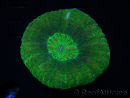 WYSIWYG Homophyllia australis (ex Scolymia) BloodRed 31 (4.5 cm)
