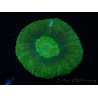 WYSIWYG Homophyllia australis (ex Scolymia) BloodRed 31 (4.5 cm)