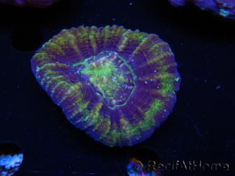 WYSIWYG Homophyllia australis (ex Scolymia) Master 16 (6 cm)