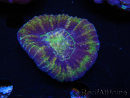 WYSIWYG Homophyllia australis (ex Scolymia) Master 16 (6 cm)