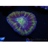 WYSIWYG Homophyllia australis (ex Scolymia) Master 16 (6 cm)