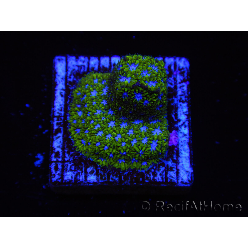 WYSIWYG - RAH Leptastrea Ice Eye 3A9