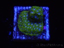WYSIWYG - RAH Leptastrea Ice Eye 3A9