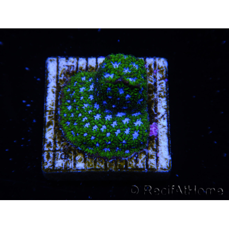 WYSIWYG - RAH Leptastrea Ice Eye 3A9