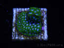 WYSIWYG - RAH Leptastrea Ice Eye 3A9