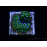 WYSIWYG - RAH Leptastrea Ice Eye 3A9
