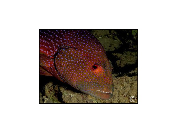 Variola louti