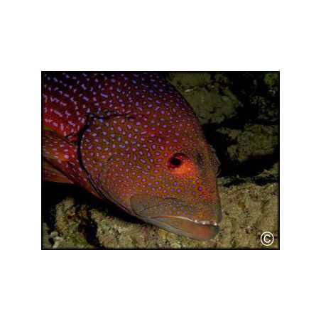 Variola louti