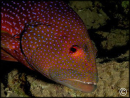 Variola louti