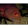 Variola louti