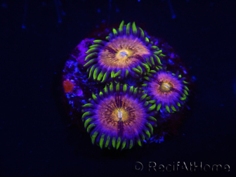 WYSIWYG - WWC Nirvana Palythoa 2B4