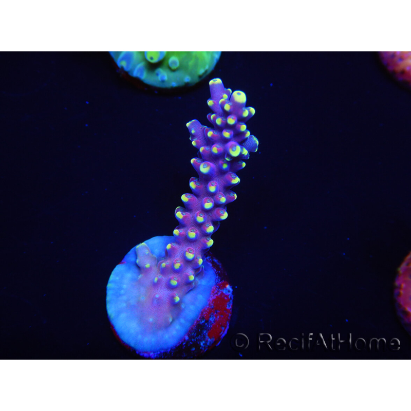 WYSIWYG RAH Acropora latistella Paleta 5H1