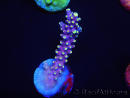 WYSIWYG RAH Acropora latistella Popsicle 5H1