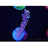 WYSIWYG RAH Acropora latistella Popsicle 5H1