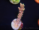 WYSIWYG RAH Acropora latistella Popsicle 5H1