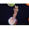 WYSIWYG RAH Acropora latistella Popsicle 5H1