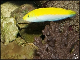 Halichoeres leucoxanthus