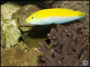 Halichoeres leucoxanthus