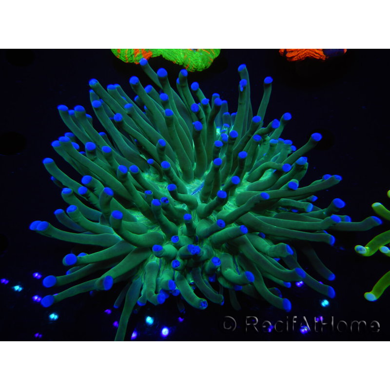 WYSIWYG- Heliofungia actiniformis Purple 1 (Skeleton 8.5 cm)