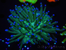 WYSIWYG- Heliofungia actiniformis Lila 1 (Skelett 8,5 cm)