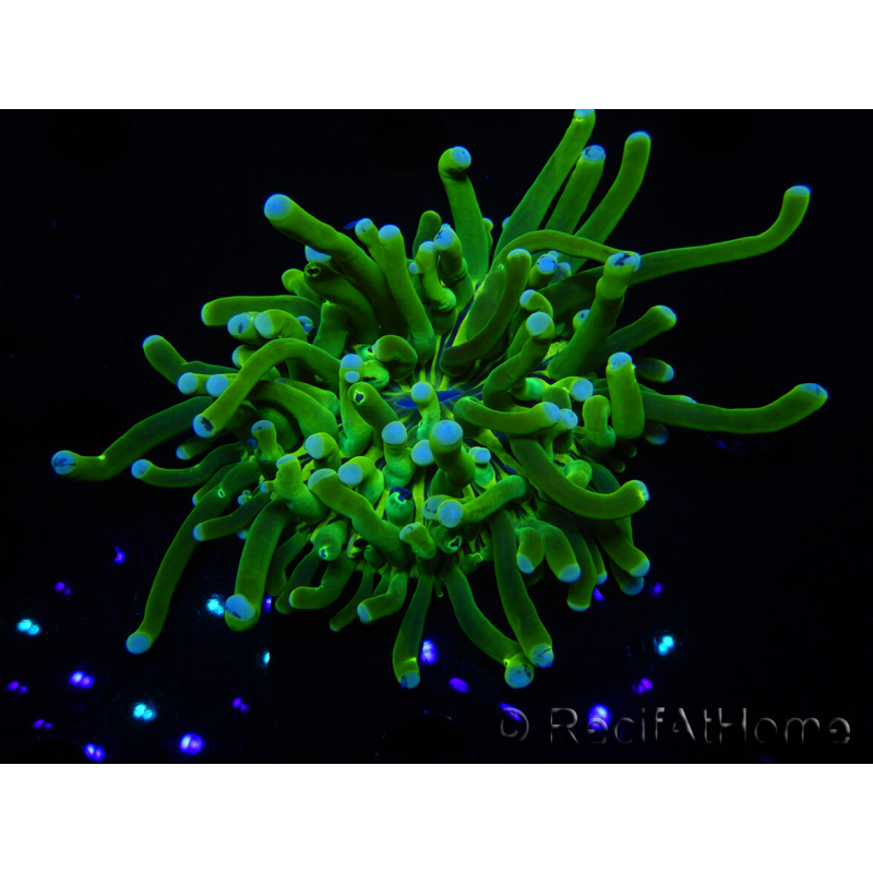 WYSIWYG- Heliofungia actiniformis Púrpura 3 (8 cm)