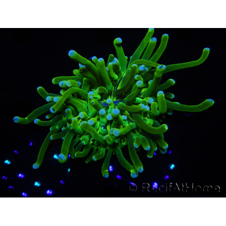 WYSIWYG- Heliofungia actiniformis Púrpura 3 (8 cm)