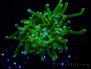 WYSIWYG- Heliofungia actiniformis Lila 3 (8 cm)