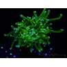 WYSIWYG- Heliofungia actiniformis Púrpura 3 (8 cm)