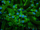 WYSIWYG - Heliofungia actiniformis Purple 3 (8 cm)