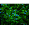 WYSIWYG- Heliofungia actiniformis Púrpura 3 (8 cm)