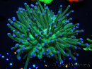 WYSIWYG- Heliofungia actiniformis Purple 1 (Scheletro 8,5 cm)