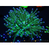 WYSIWYG- Heliofungia actiniformis Purple 1 (Scheletro 8,5 cm)