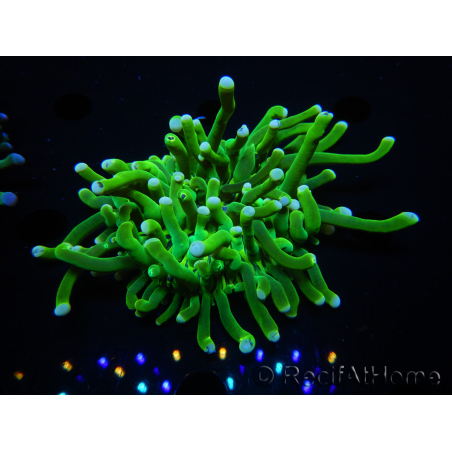 WYSIWYG- Heliofungia actiniformis Purple 3 (8 cm)