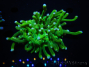 WYSIWYG- Heliofungia actiniformis Lila 3 (8 cm)
