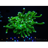 WYSIWYG - Heliofungia actiniformis Purple 3 (8 cm)