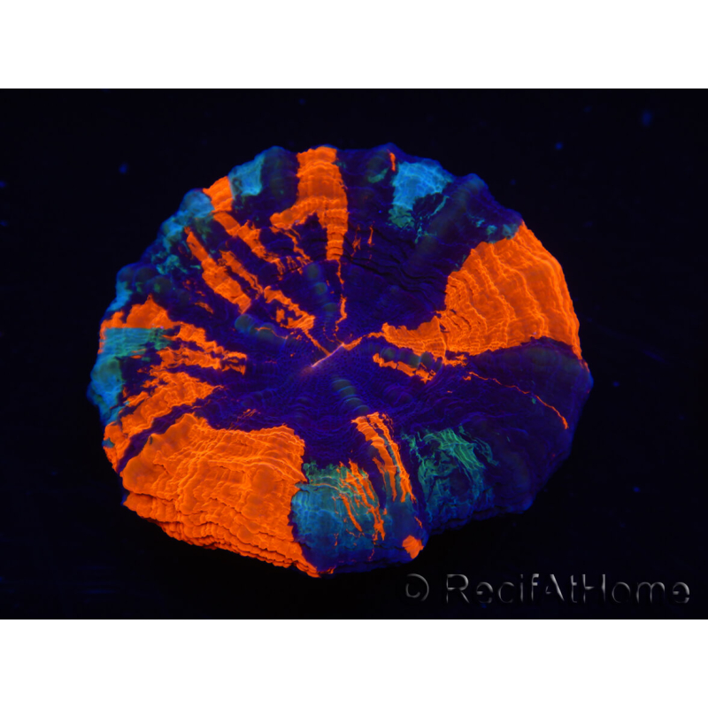 WYSIWYG Homophyllia australis (ex Scolymia) Green 3 (5 cm)