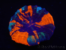 WYSIWYG Homophyllia australis (ex Scolymia) Bleeding Apple 3 (4.5 cm)