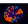 WYSIWYG Homophyllia australis (ex Scolymia) Green 3 (5 cm)