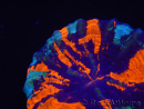 WYSIWYG Homophyllia australis (ex Scolymia) Green 3 (5 cm)