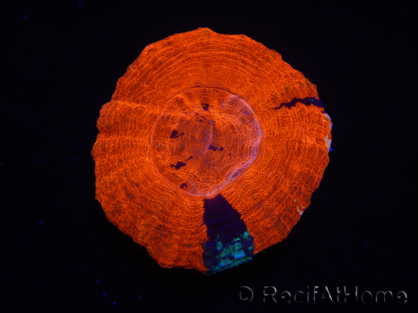 WYSIWYG Homophyllia australis (formerly Scolymia) Warpaint 11 (4 cm)