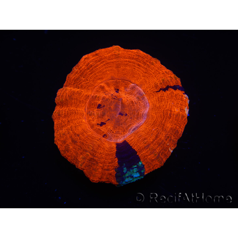 WYSIWYG Homophyllia australis (ehemals Scolymia) Warpaint 11 (4 cm)