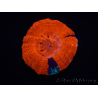 WYSIWYG Homophyllia australis (ehemals Scolymia) Warpaint 11 (4 cm)