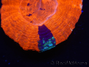 WYSIWYG Homophyllia australis (ex Scolymia) Warpaint 11 (4 cm)