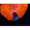 WYSIWYG Homophyllia australis (ex Scolymia) Warpaint 11 (4 cm)